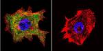 Cyclophilin 40 Antibody in Immunocytochemistry (ICC/IF)