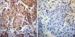 Cyclophilin 40 Antibody in Immunohistochemistry (Paraffin) (IHC (P))