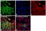 Cyclophilin 40 Antibody in Immunocytochemistry (ICC/IF)