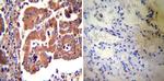 eNOS Antibody in Immunohistochemistry (Paraffin) (IHC (P))