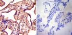 eNOS Antibody in Immunohistochemistry (Paraffin) (IHC (P))