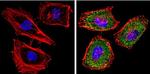 Cyp4a10 Antibody in Immunocytochemistry (ICC/IF)