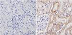 Cyp4a10 Antibody in Immunohistochemistry (Paraffin) (IHC (P))