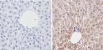 Cyp4a10 Antibody in Immunohistochemistry (Paraffin) (IHC (P))