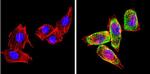 CYP2C11 Antibody in Immunocytochemistry (ICC/IF)