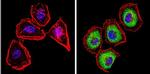 CYP2C11 Antibody in Immunocytochemistry (ICC/IF)