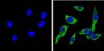 CYP2C11 Antibody in Immunocytochemistry (ICC/IF)