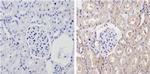 CYP2C11 Antibody in Immunohistochemistry (Paraffin) (IHC (P))