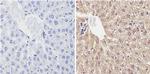 CYP2C11 Antibody in Immunohistochemistry (Paraffin) (IHC (P))