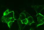 Endothelin A Receptor Antibody in Immunocytochemistry (ICC/IF)