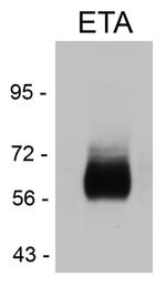 Endothelin A Receptor Antibody in Western Blot (WB)