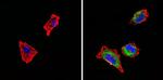 SSTR4 Antibody in Immunocytochemistry (ICC/IF)