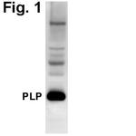 PLP1 Antibody in Western Blot (WB)