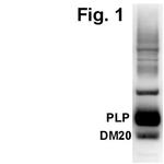 PLP1 Antibody in Western Blot (WB)