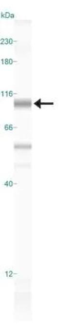 HIF-1 beta Antibody in Western Blot (WB)