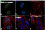 HIF1A Antibody in Immunocytochemistry (ICC/IF)