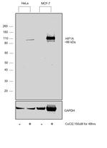 HIF1A Antibody in Western Blot (WB)