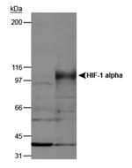 HIF1A Antibody in Western Blot (WB)