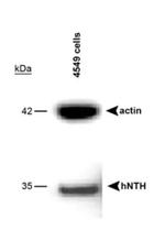 NTHL1 Antibody in Western Blot (WB)