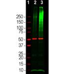 Ubiquitin Antibody in Western Blot (WB)