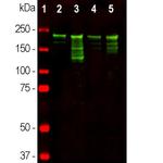 NF-H Antibody in Western Blot (WB)