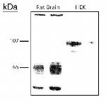 CADM1 Antibody in Western Blot (WB)