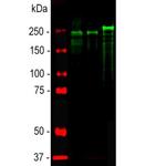 NF-H Antibody in Western Blot (WB)