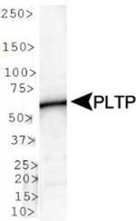 PLTP Antibody in Western Blot (WB)