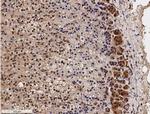 SR-BI Antibody in Immunohistochemistry (Paraffin) (IHC (P))