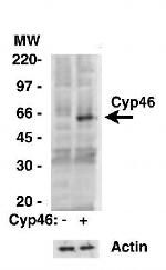 CYP46A1 Antibody in Western Blot (WB)