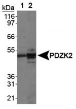 PDZD3 Antibody in Western Blot (WB)