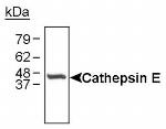 Cathepsin E Antibody in Western Blot (WB)