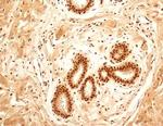 NuMA Antibody in Immunohistochemistry (Paraffin) (IHC (P))