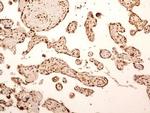 NuMA Antibody in Immunohistochemistry (Paraffin) (IHC (P))