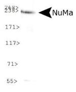 NuMA Antibody in Western Blot (WB)