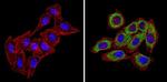 CXCR4 Antibody in Immunocytochemistry (ICC/IF)