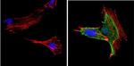 PPAR gamma Antibody in Immunocytochemistry (ICC/IF)