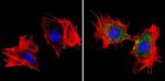 mDIC Antibody in Immunocytochemistry (ICC/IF)