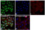 Mitofilin Antibody in Immunocytochemistry (ICC/IF)