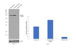 Mitofilin Antibody in Western Blot (WB)