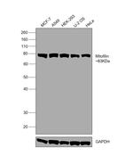 Mitofilin Antibody in Western Blot (WB)