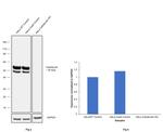 Calreticulin Antibody in Western Blot (WB)