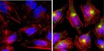 GRASP65 Antibody in Immunocytochemistry (ICC/IF)