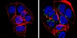 GRASP65 Antibody in Immunocytochemistry (ICC/IF)