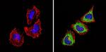 PAR6 Antibody in Immunocytochemistry (ICC/IF)