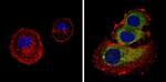 PAR6 Antibody in Immunocytochemistry (ICC/IF)