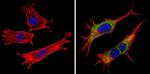 PAR6 Antibody in Immunocytochemistry (ICC/IF)