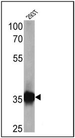 PAR6 Antibody in Western Blot (WB)