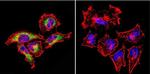 Rab4 Antibody in Immunocytochemistry (ICC/IF)