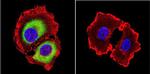 Rab4 Antibody in Immunocytochemistry (ICC/IF)